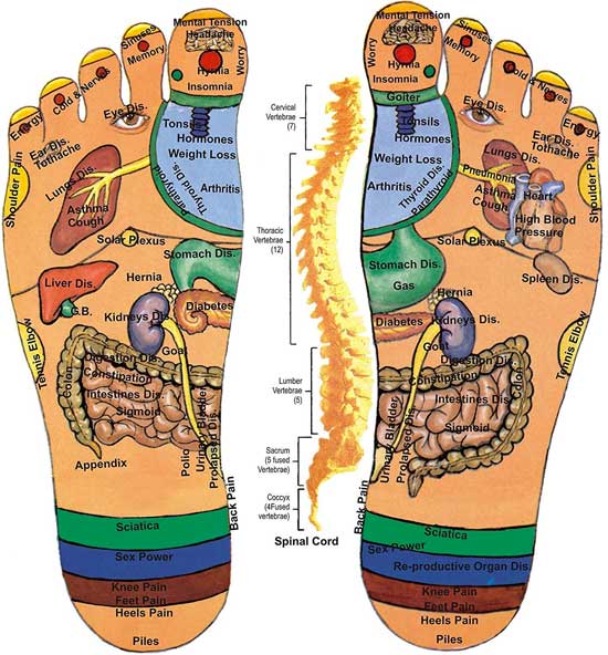 Acupressure Foot Map: How Pressure Points on Soles Correlate with Organs and Body Parts